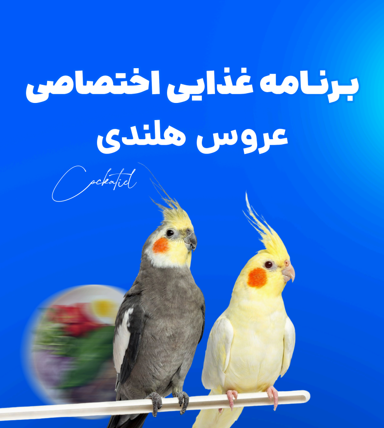 برنامه غذایی عروس هلندی (دانلود فوری)