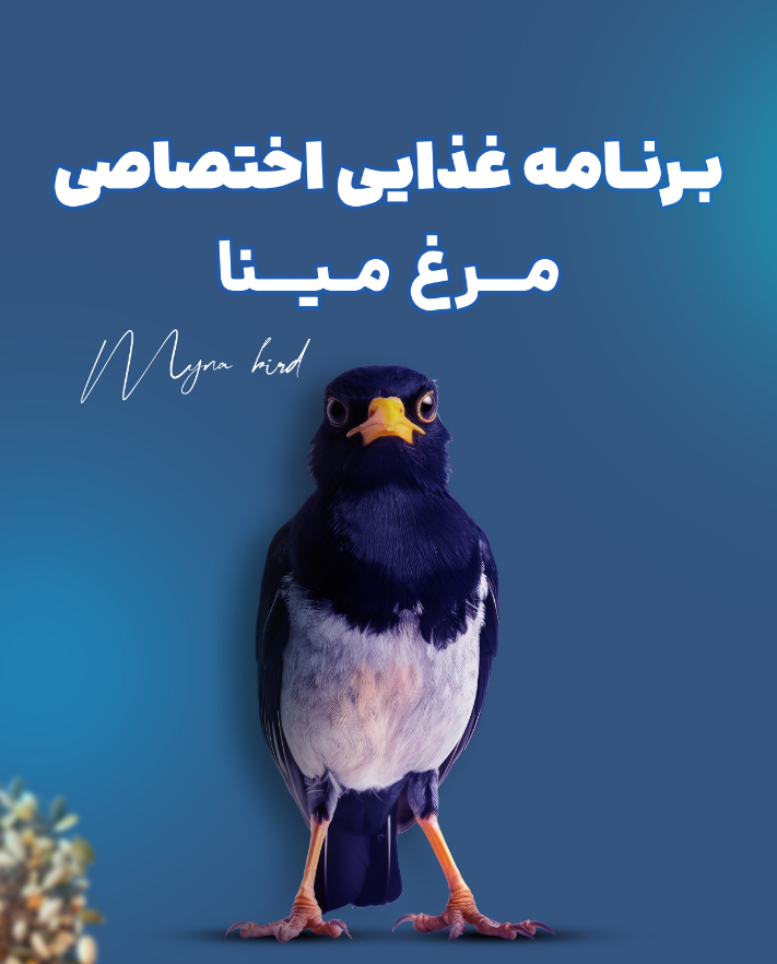 برنامه غذایی مرغ مینا (دانلود فوری)